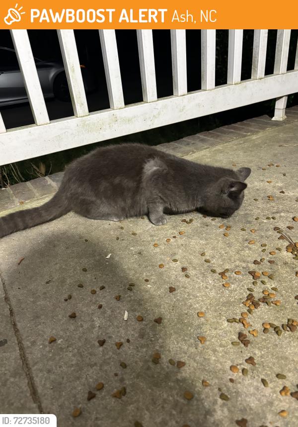Found/Stray Male Cat last seen Alligator road, Ash, NC 28420
