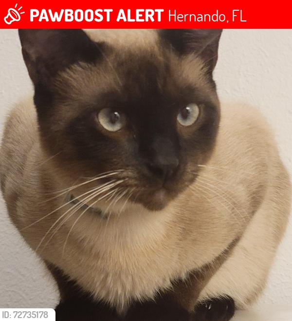 Lost Male Cat last seen Carl G Rose hwy , Hernando, FL 34442