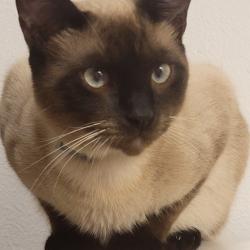 Lost Male Cat last seen Carl G Rose hwy , Hernando, FL 34442