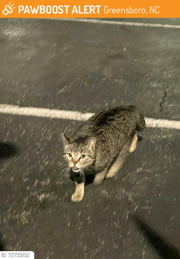 Found/Stray Female Cat last seen Carolina Dancewear on New Garden , Greensboro, NC 27410