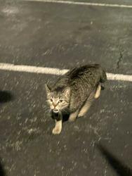 Found/Stray Female Cat last seen Carolina Dancewear on New Garden , Greensboro, NC 27410