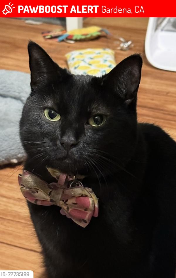Lost Female Cat last seen Western & 147th, Gardena, CA 90249