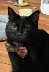 Lost Female Cat last seen Western & 147th, Gardena, CA 90249