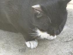 Lost Male Cat last seen E 9th Avenue, Spokane WA 99202, Spokane, WA 99202