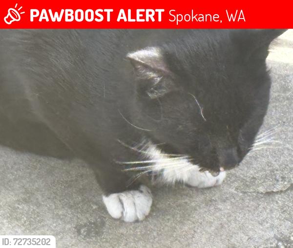 Lost Male Cat last seen E 9th Avenue, Spokane WA 99202, Spokane, WA 99202