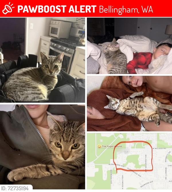 Lost Female Cat last seen Hollywood Ave, Alderwood Ave, Bellingham, WA 98225