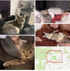 Lost Female Cat last seen Hollywood Ave, Alderwood Ave, Bellingham, WA 98225