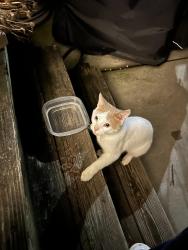 Found/Stray Unknown Cat last seen S 20th and Wilder, Philadelphia, PA 19146