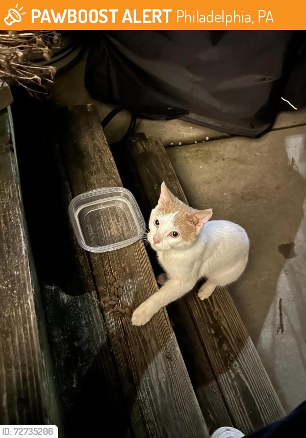 Found/Stray Unknown Cat last seen S 20th and Wilder, Philadelphia, PA 19146