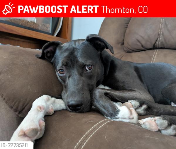 Lost Male Dog last seen 84th and Washington, Thornton, CO 80229
