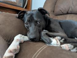 Lost Male Dog last seen 84th and Washington, Thornton, CO 80229