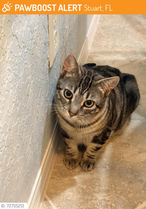 Found/Stray Female Cat last seen Lexington lakes blvd , Stuart, FL 34995