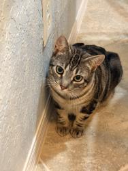 Found/Stray Female Cat last seen Lexington lakes blvd , Stuart, FL 34995