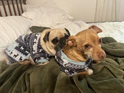 Lost Male Dog last seen Near w 6200 s, Kearns, UT 84118