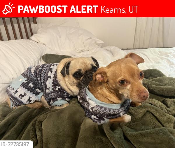 Lost Male Dog last seen Near w 6200 s, Kearns, UT 84118