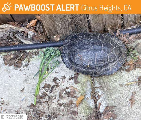 Found/Stray Unknown Other last seen Greenback and Parkoaks , Citrus Heights, CA 95621