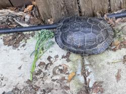 Found/Stray Unknown Other last seen Greenback and Parkoaks , Citrus Heights, CA 95621