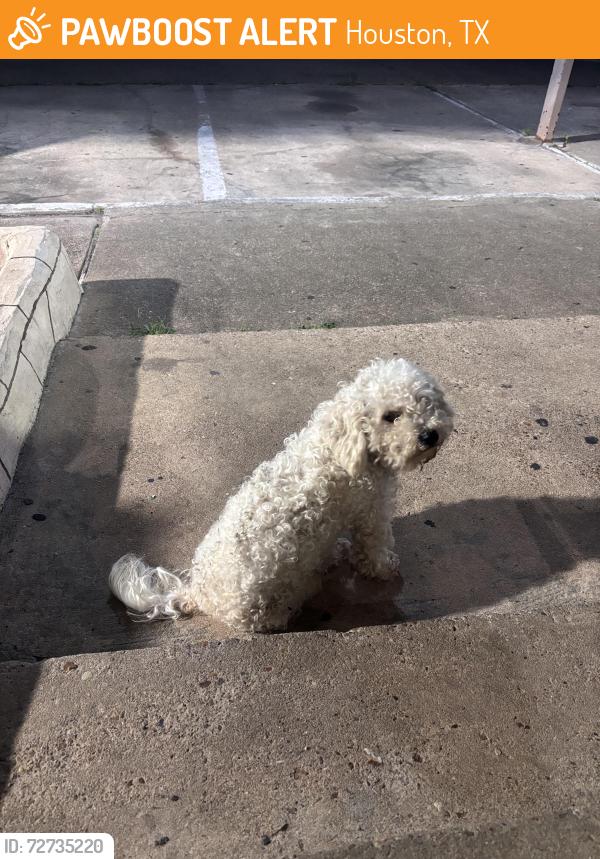 Found/Stray Female Dog last seen Gessner rd, Houston, TX 77071