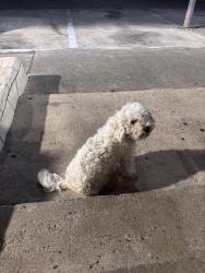 Found/Stray Female Dog last seen Gessner rd, Houston, TX 77071
