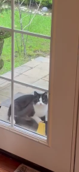 Found/Stray Unknown Cat last seen Near Ne 145 tg Pl , Bothell, WA 98028