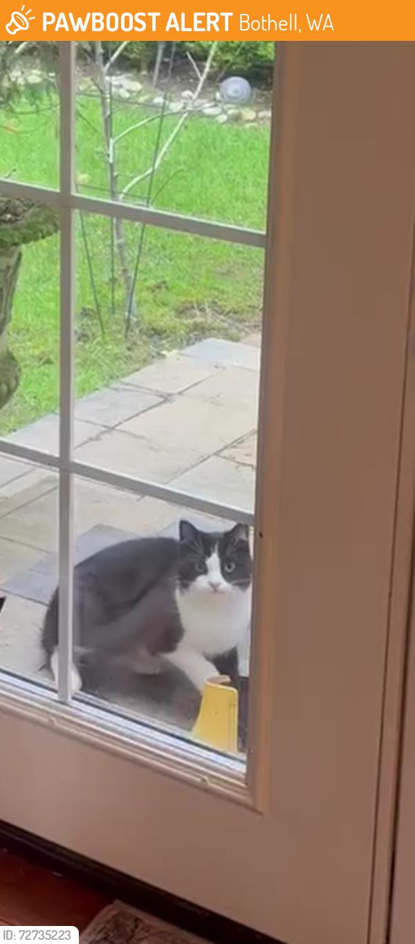 Found/Stray Unknown Cat last seen Near Ne 145 tg Pl , Bothell, WA 98028