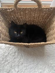 Lost Male Cat last seen Near Kelli Court, Marina, CA 93933