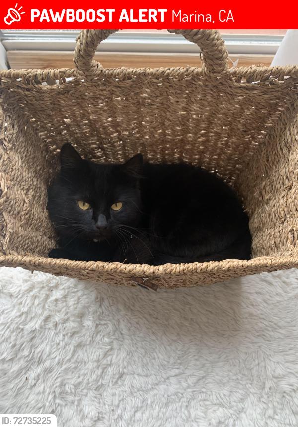Lost Male Cat last seen Near Kelli Court, Marina, CA 93933
