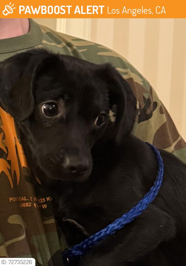 Found/Stray Male Dog last seen Second and Irving Blvd, Los Angeles, CA 90004