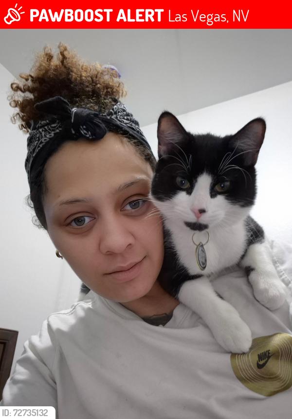 Lost Male Cat last seen Pecos and rawhide, Las Vegas, NV 89120