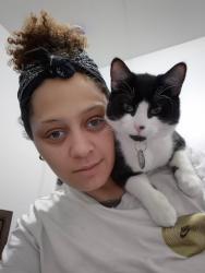 Lost Male Cat last seen Pecos and rawhide, Las Vegas, NV 89120