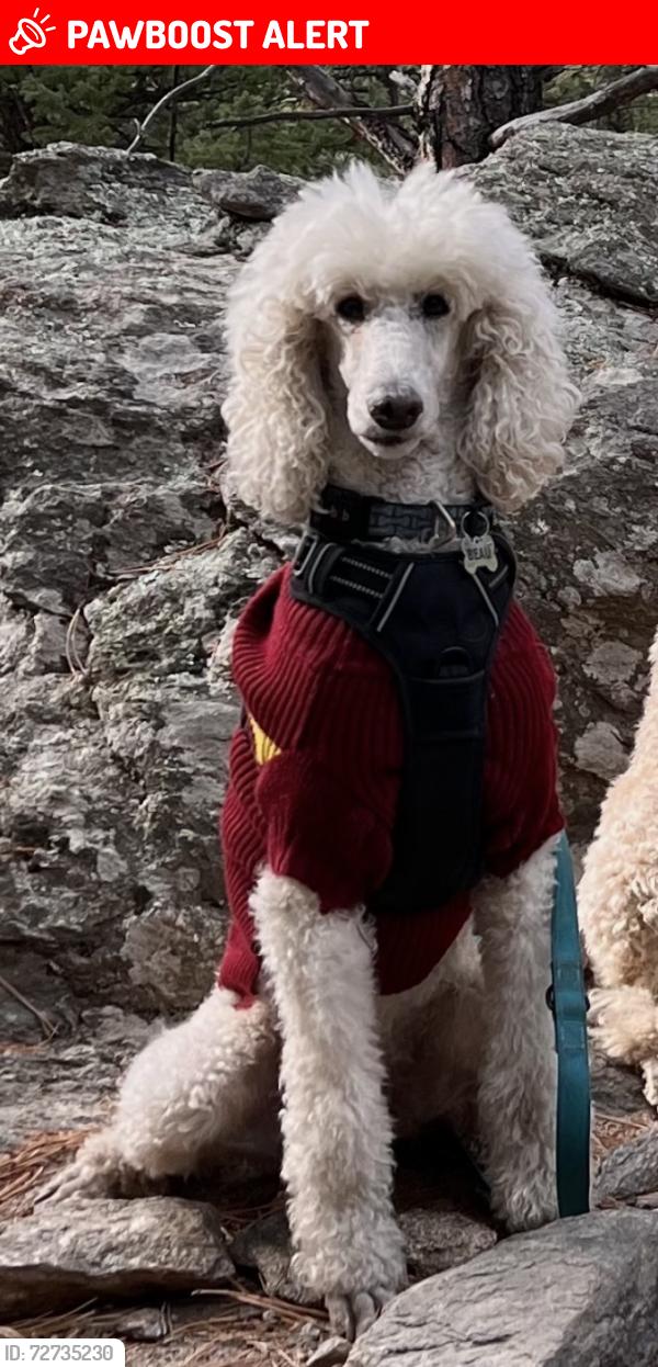 Lost Male Dog last seen Stepp Road, Brookside Camp Road, Clear Creek Rd, Henderson County, NC 28792