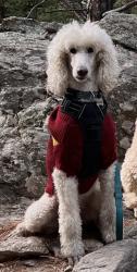 Lost Male Dog last seen Stepp Road, Brookside Camp Road, Clear Creek Rd, Henderson County, NC 28792