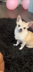 Lost Female Dog last seen Cypress , Oakley, CA 94561