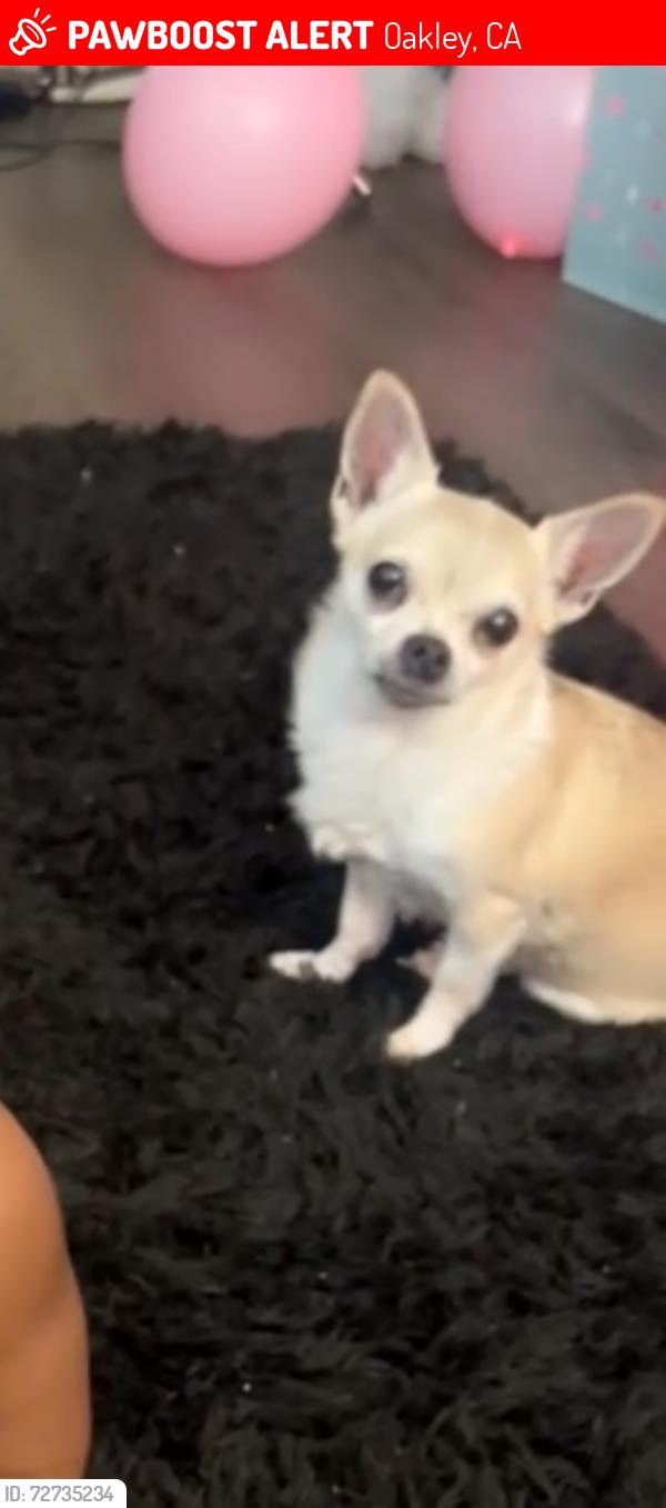 Lost Female Dog last seen Cypress , Oakley, CA 94561