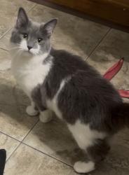 Lost Female Cat last seen She was under the porch before she disappeared , Norfolk, VA 23513