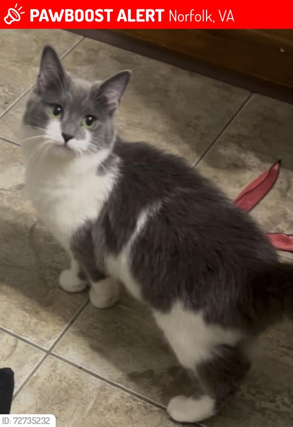 Lost Female Cat last seen She was under the porch before she disappeared , Norfolk, VA 23513