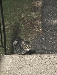 Found/Stray Unknown Cat last seen National Avenue, Waterbury, CT 06705