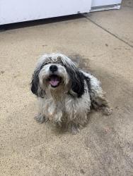 Found/Stray Unknown Dog last seen Near South 3200 West, West Jordan, UT 84088
