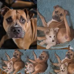 Lost Male Dog last seen Taylor Town Rd, Ranger, GA 30734