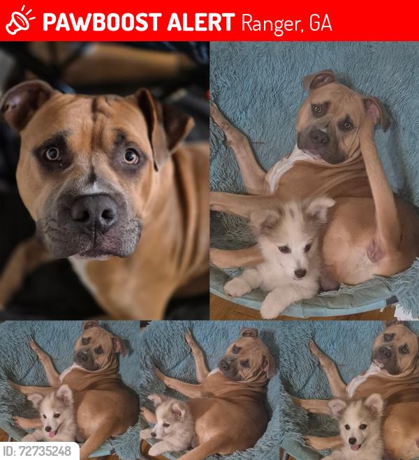 Lost Male Dog last seen Taylor Town Rd, Ranger, GA 30734