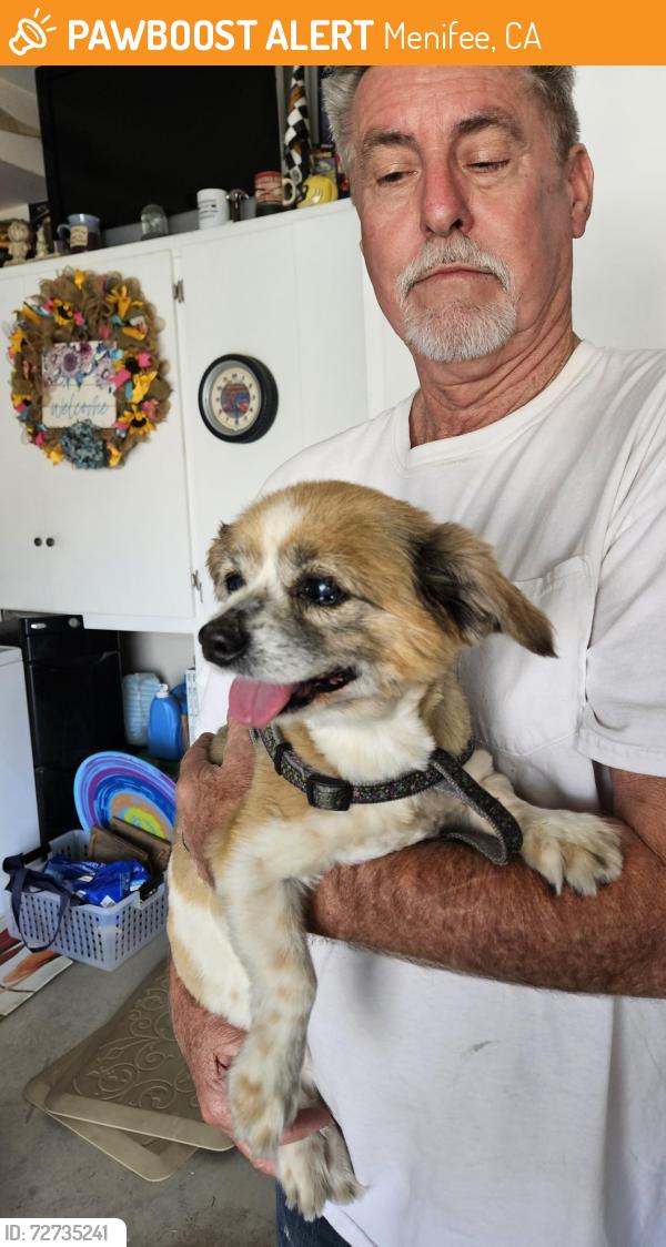 Found/Stray Female Dog last seen The Club Community, Menifee, CA 92585