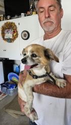 Found/Stray Female Dog last seen The Club Community, Menifee, CA 92585