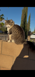 Lost Female Cat last seen 3rd st, Hesperia, CA 92345