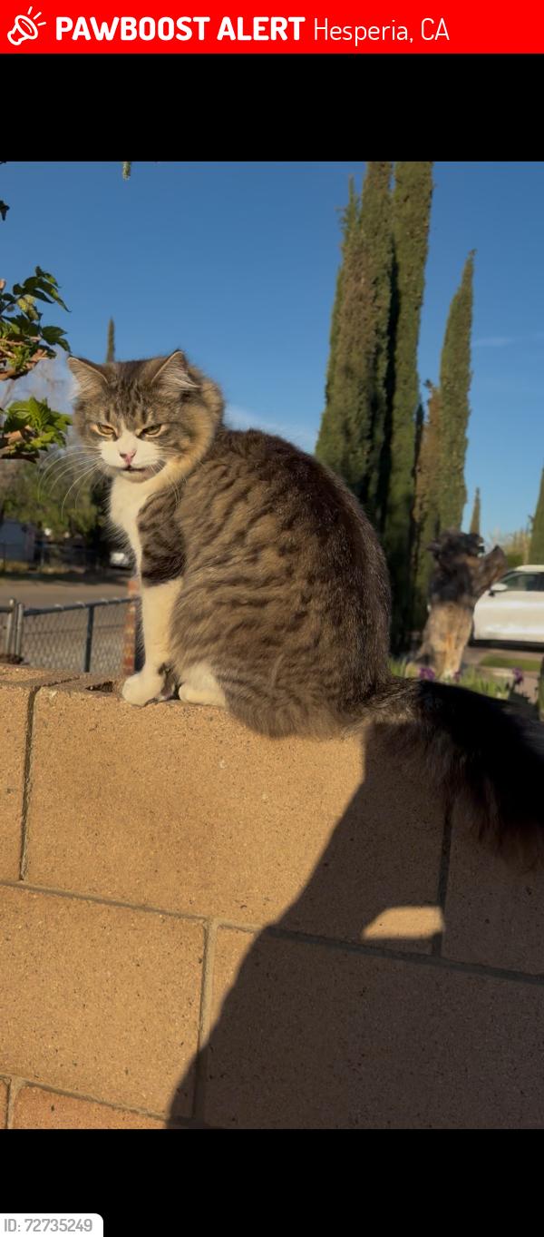 Lost Female Cat last seen 3rd st, Hesperia, CA 92345
