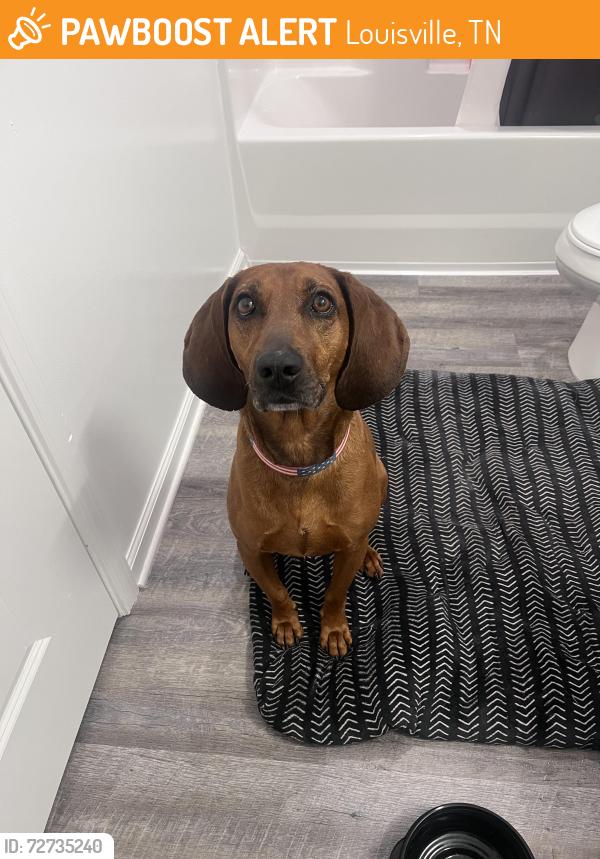 Found/Stray Female Dog last seen Dominoes parking lot on Topside road in Louisville TN, Louisville, TN 37777