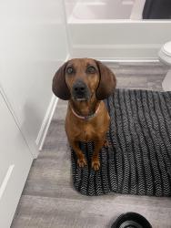 Found/Stray Female Dog last seen Dominoes parking lot on Topside road in Louisville TN, Louisville, TN 37777