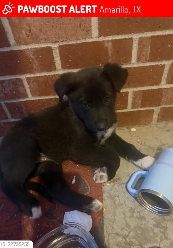 Lost Male Dog last seen keith st and austin st, Amarillo, TX 79110