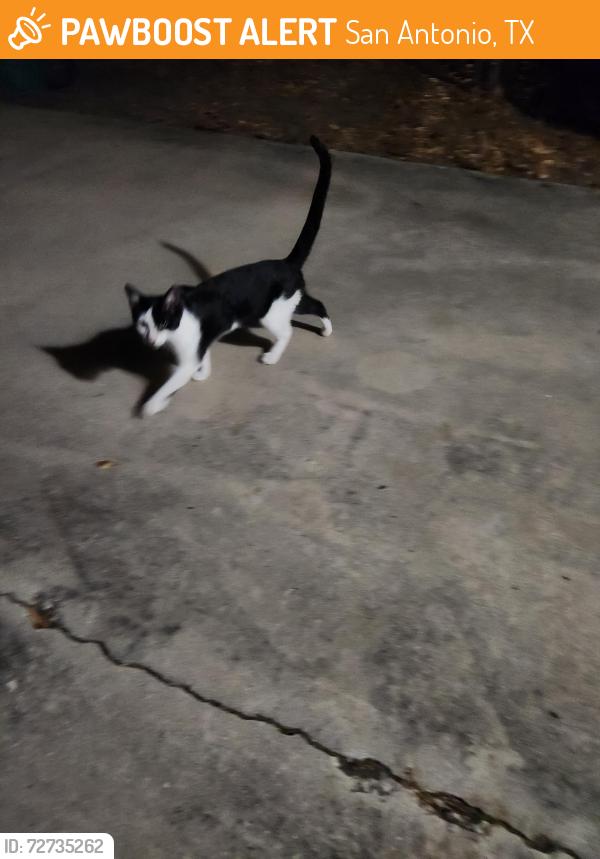 Found/Stray Unknown Cat last seen Rimrock and early trail, San Antonio, TX 78228