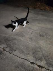 Found/Stray Unknown Cat last seen Rimrock and early trail, San Antonio, TX 78228