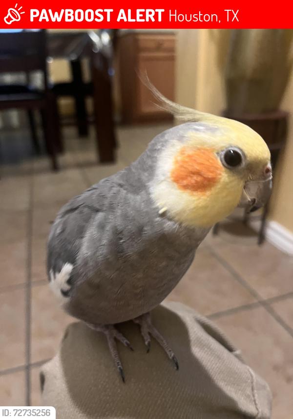Lost Male Bird last seen Mandate Dr in a neighborhood , Houston, TX 77049
